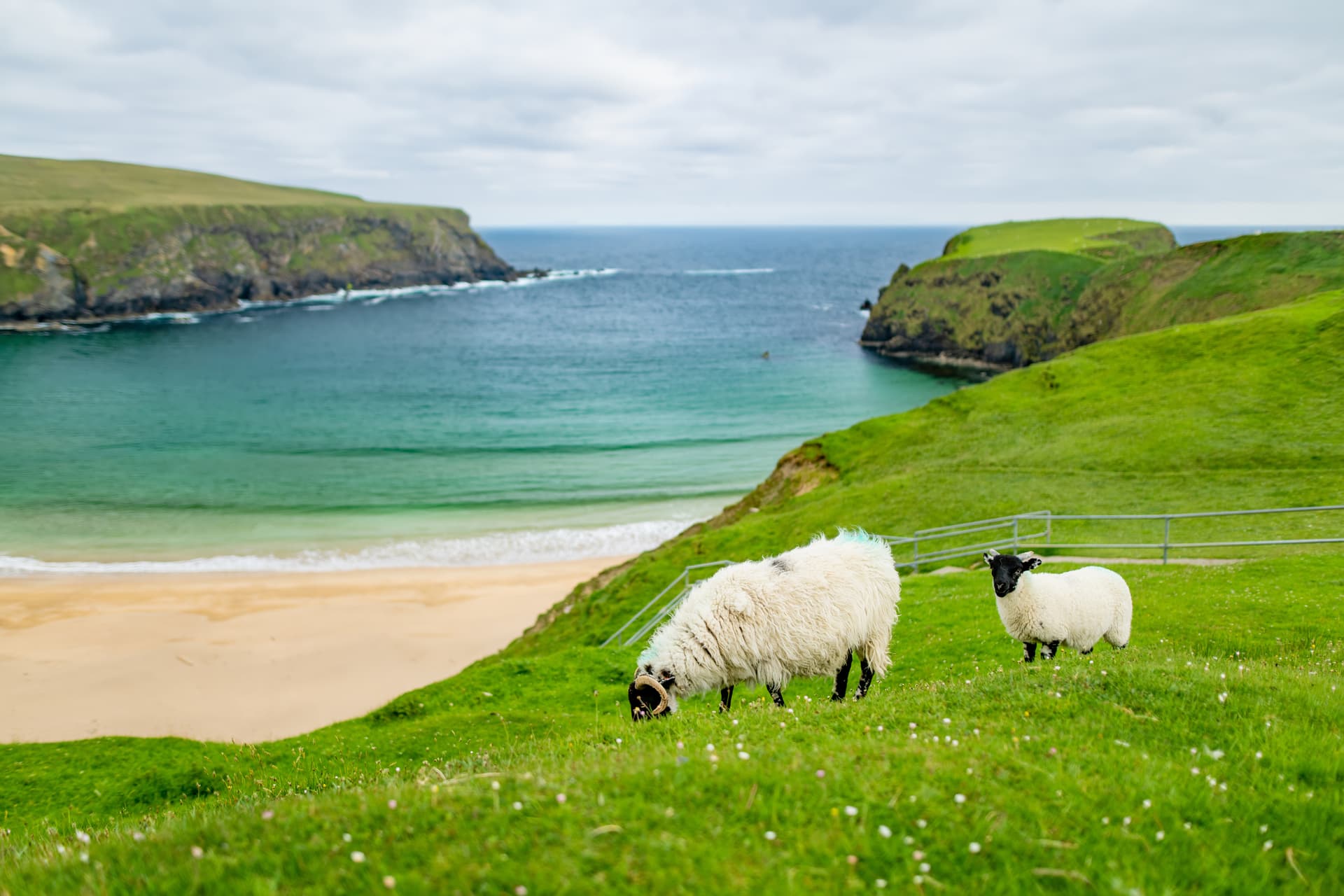Two sheep grazing on green hillside overlooking a sandy cove near Glencolmcille.