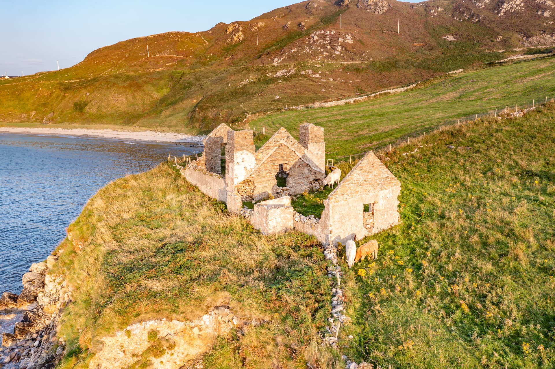 Ruined stone house on grassy cliff overlooking sea, with cattle grazing near Crohy Head.