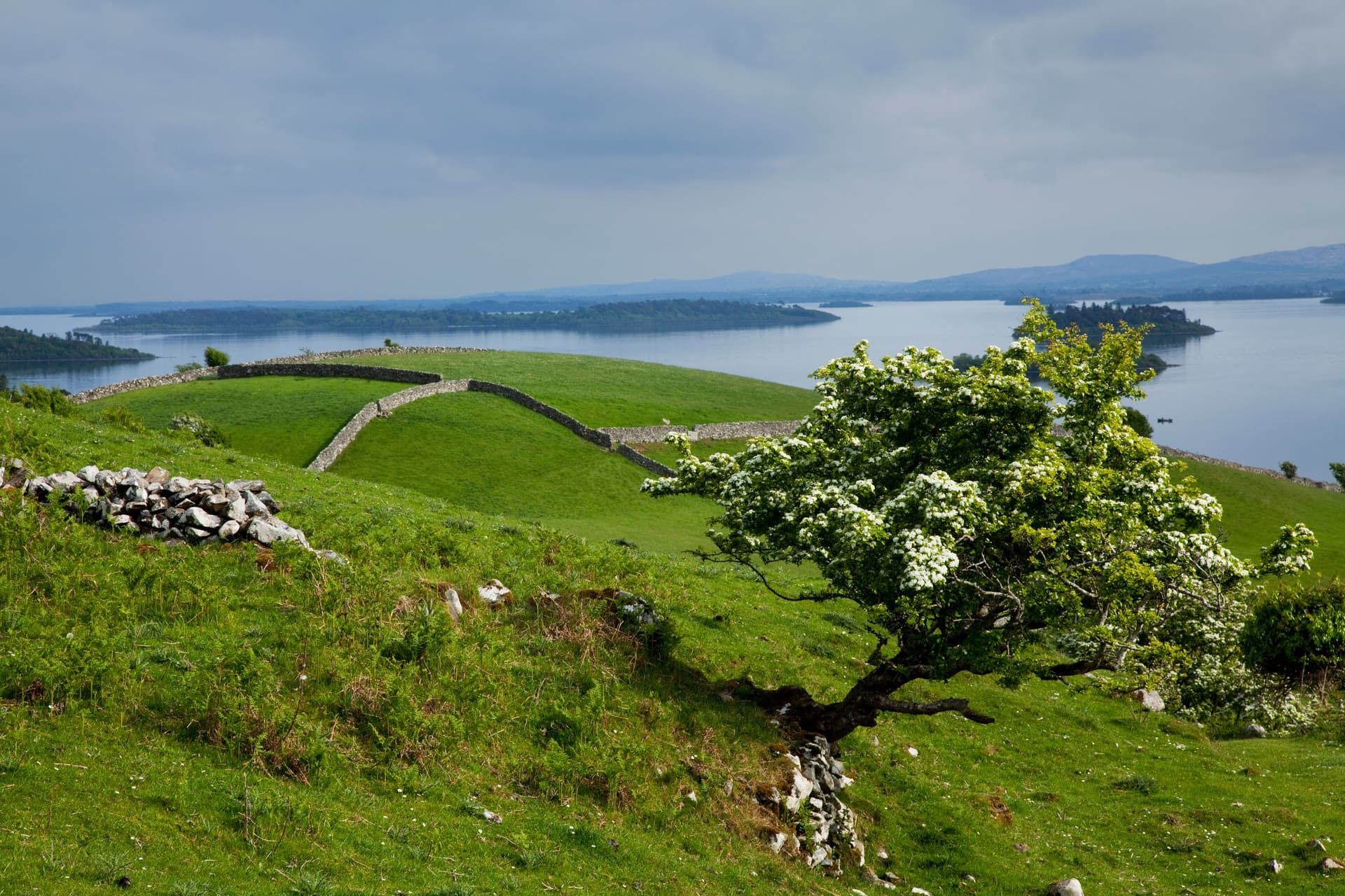 Lough Corrib near Cong showing green hillside, stone walls, flowering tree, and distant water.