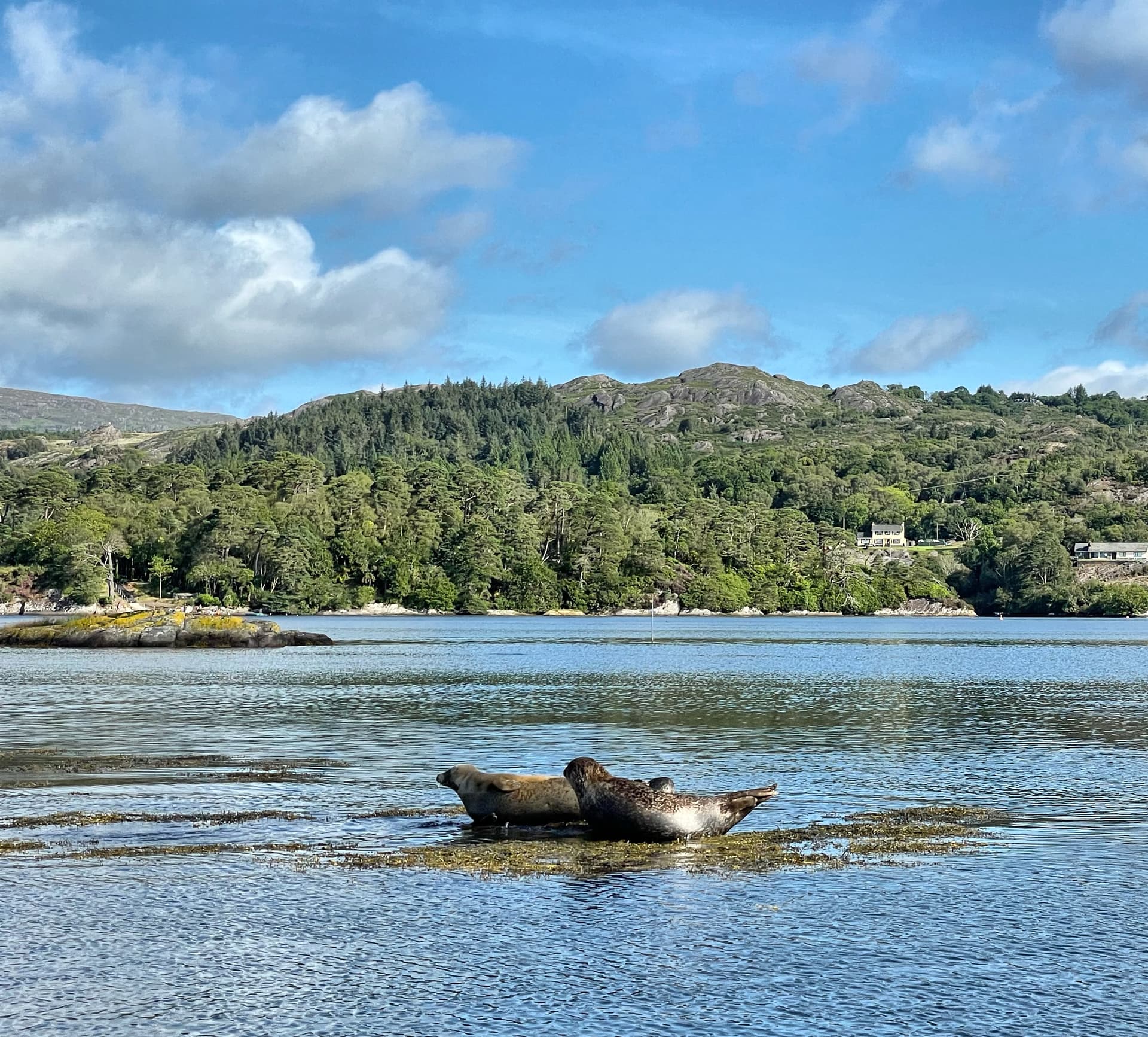 Two seals resting on seaweed near a forested, hilly coastline under a blue sky.