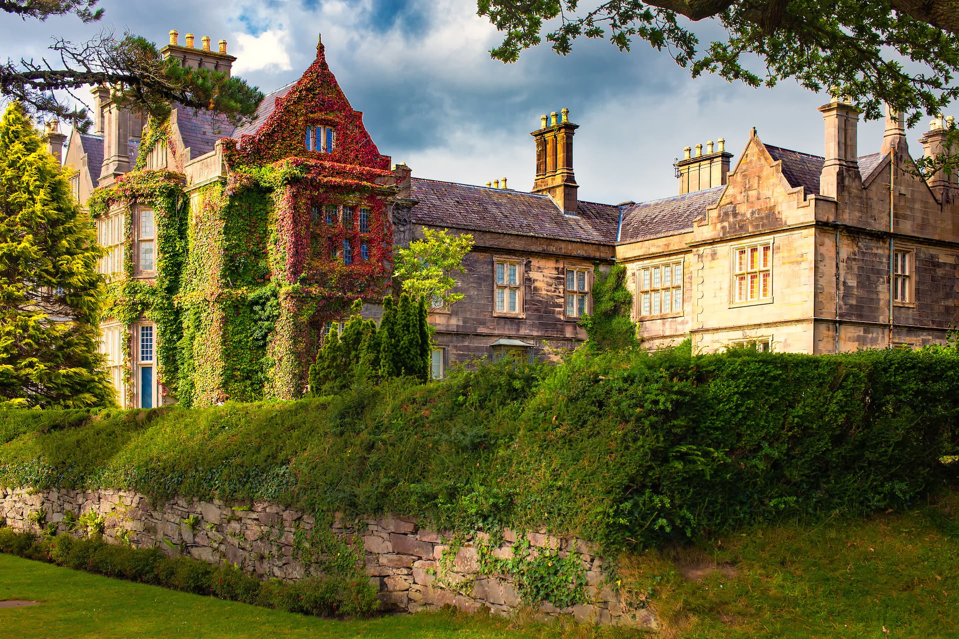 Historic stone house covered in red and green ivy, viewed over a stone wall and hedge.