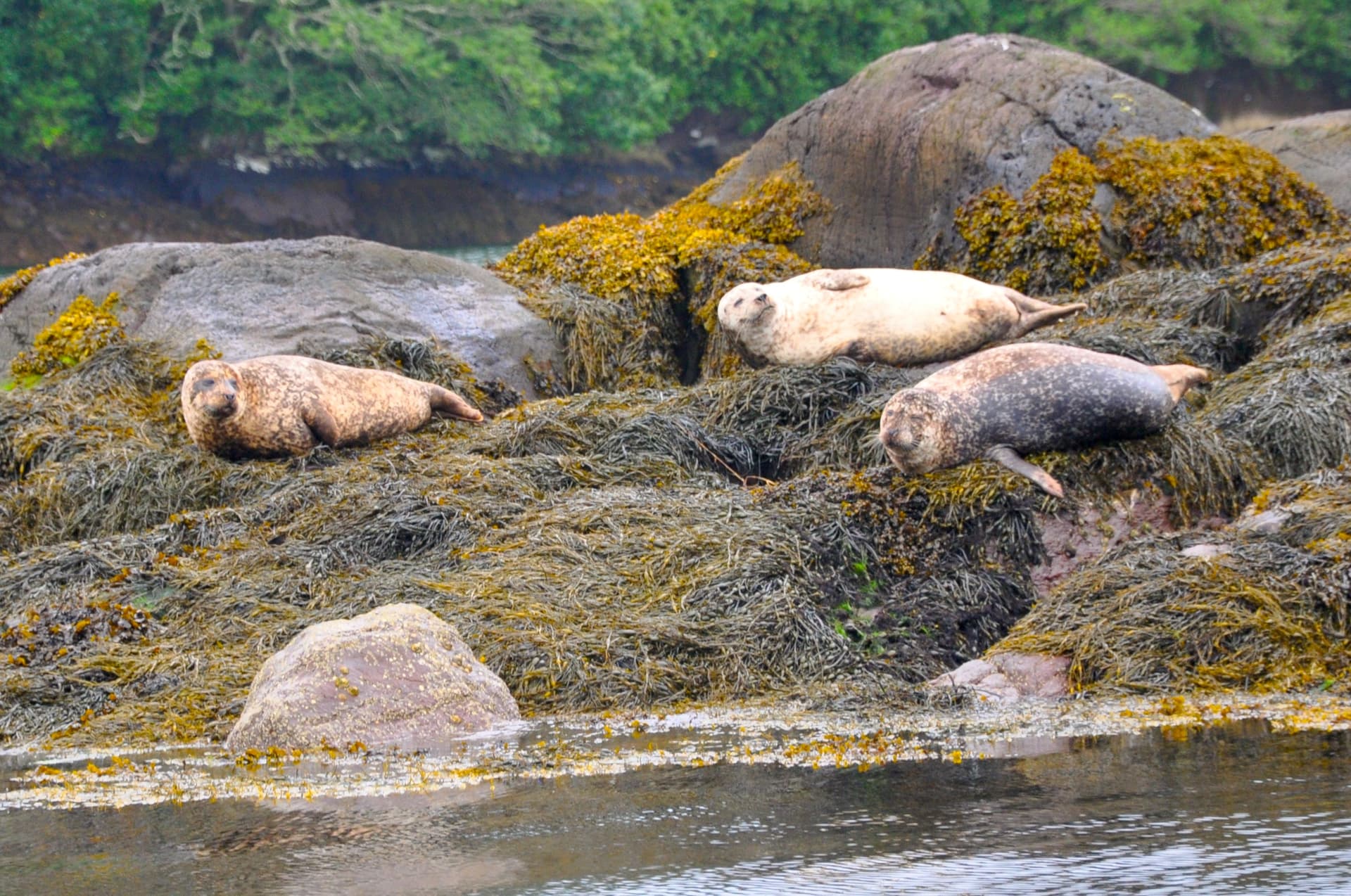 Three seals resting on rocks covered in brown and yellow seaweed near water.