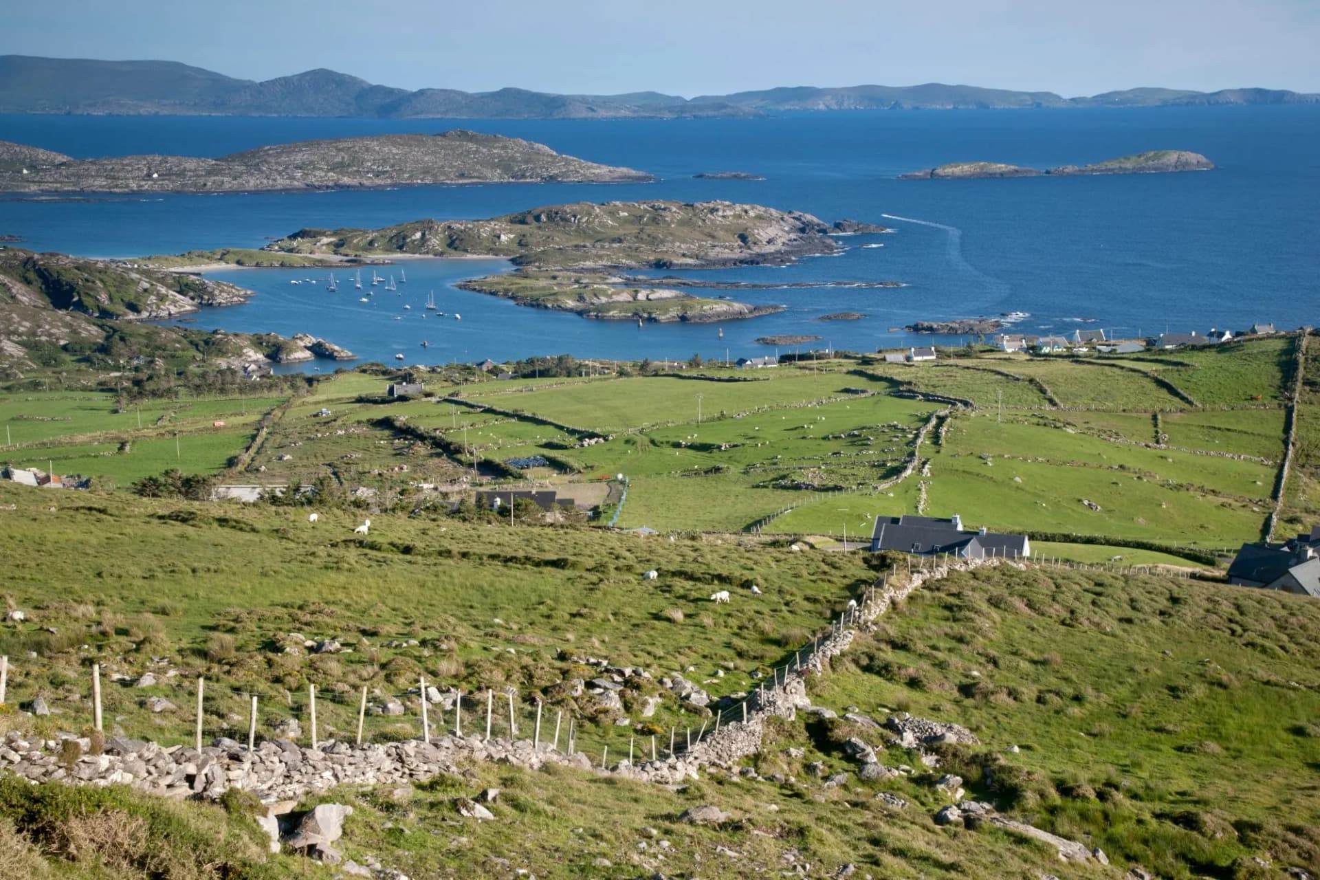 Green fields, stone walls, and sheep overlooking Derrymore Bay Beach, Waterville, with islands and mountains.